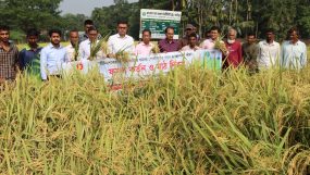 সিলেটে কীটনাশকের ব্যবহার কমিয়ে ধানের পোকামাকড় দমন ব্যবস্থাপনা শীর্ষক মাঠ দিবস পালিত